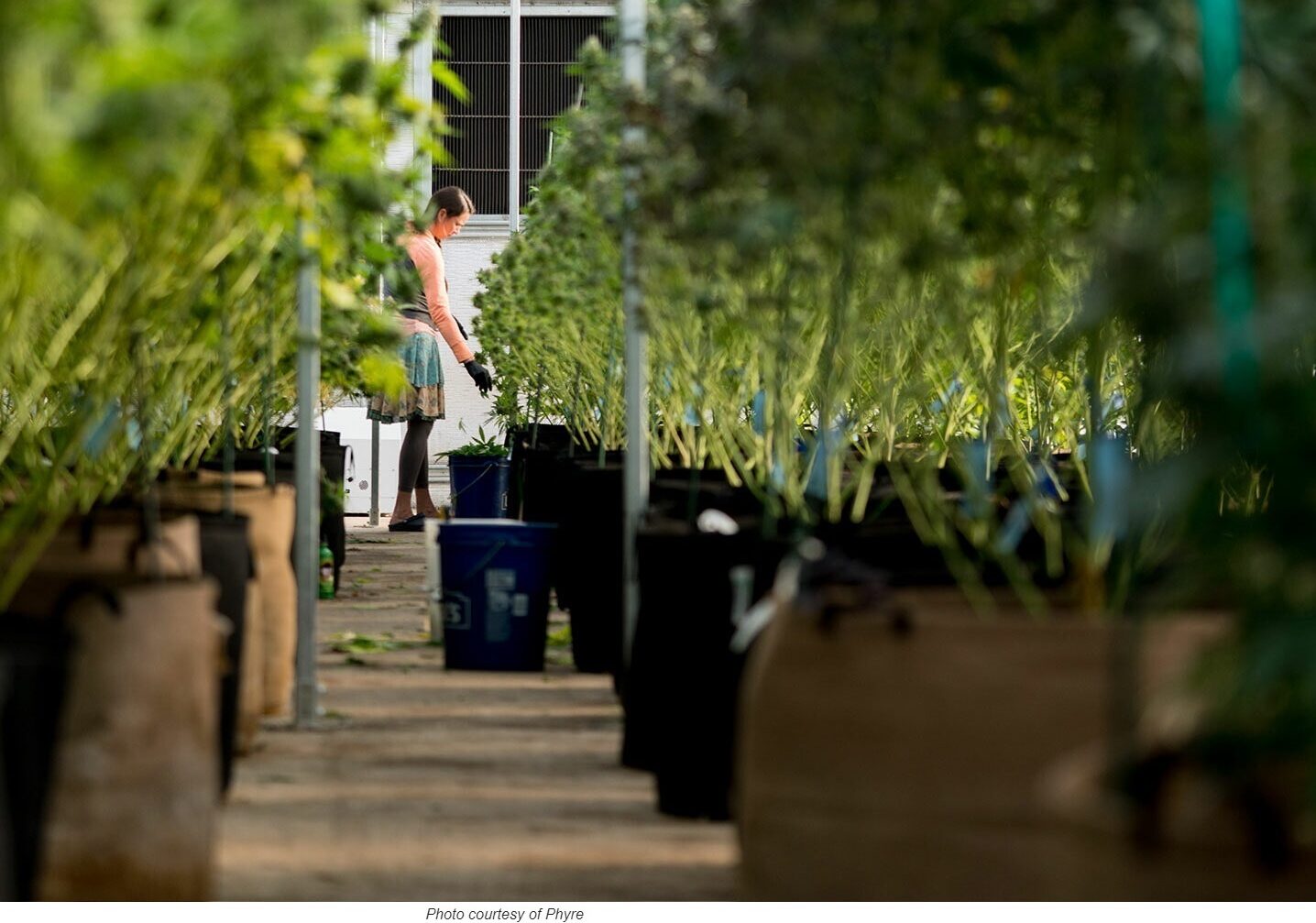 Guidance for Greenhouse Growers Seeking Resource Efficiency