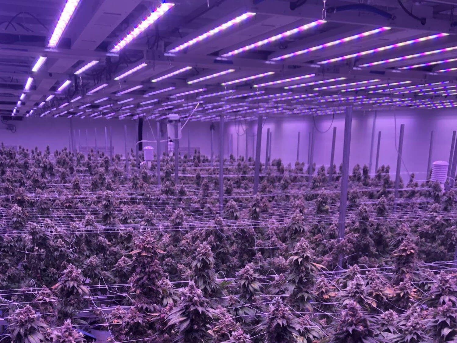 Study of Cannabis Energy Use Shows Indoor Cultivation Operations Using LED Lighting Demonstrate Better Efficiency