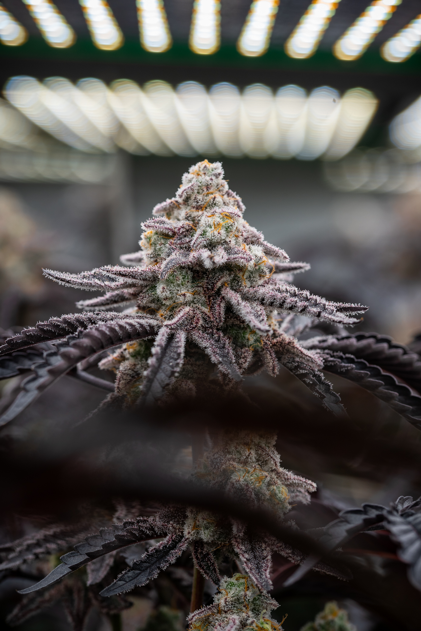 RII Provides Energy Efficiency Workshops for Michigan Indoor Cannabis Cultivators