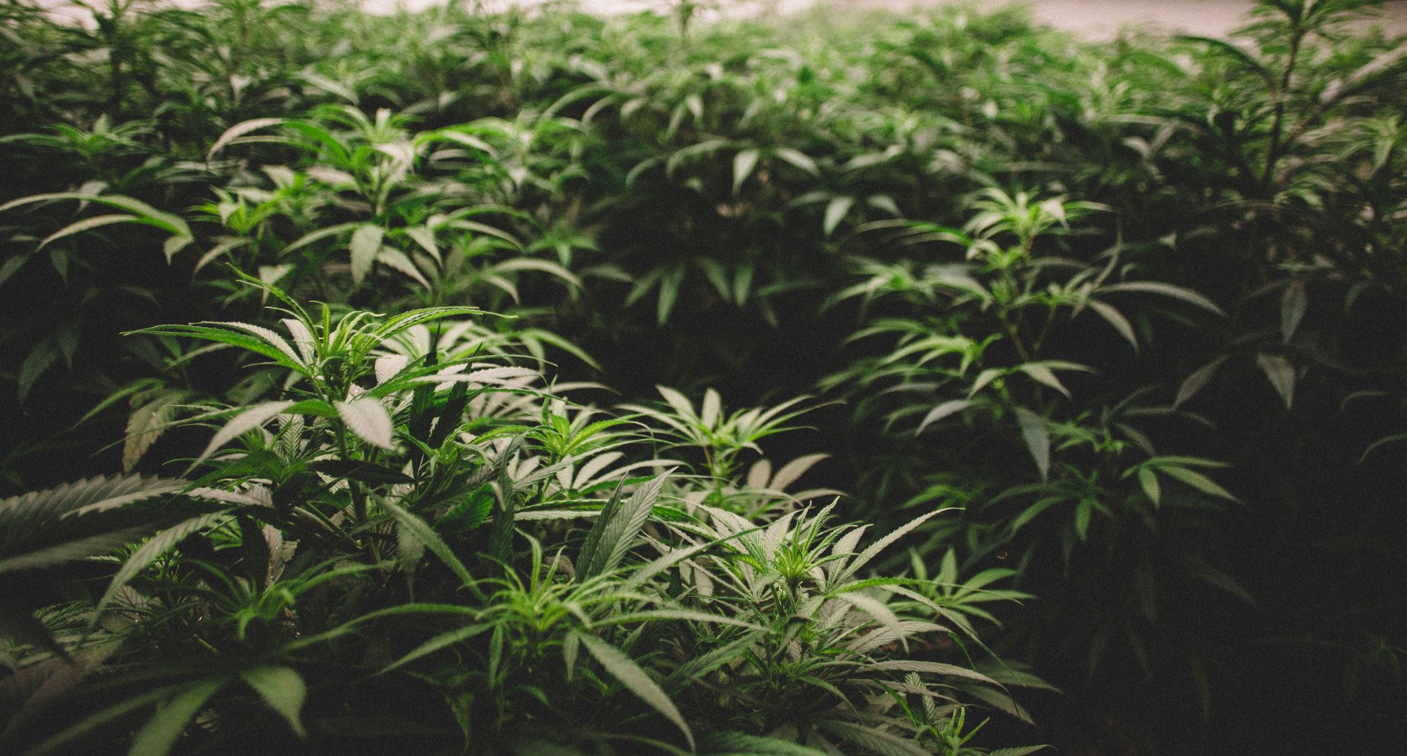 Resource Innovation Institute Releases First-of-its-kind Handbook for Utilities and Efficiency Program Implementers Serving Cannabis Cultivators