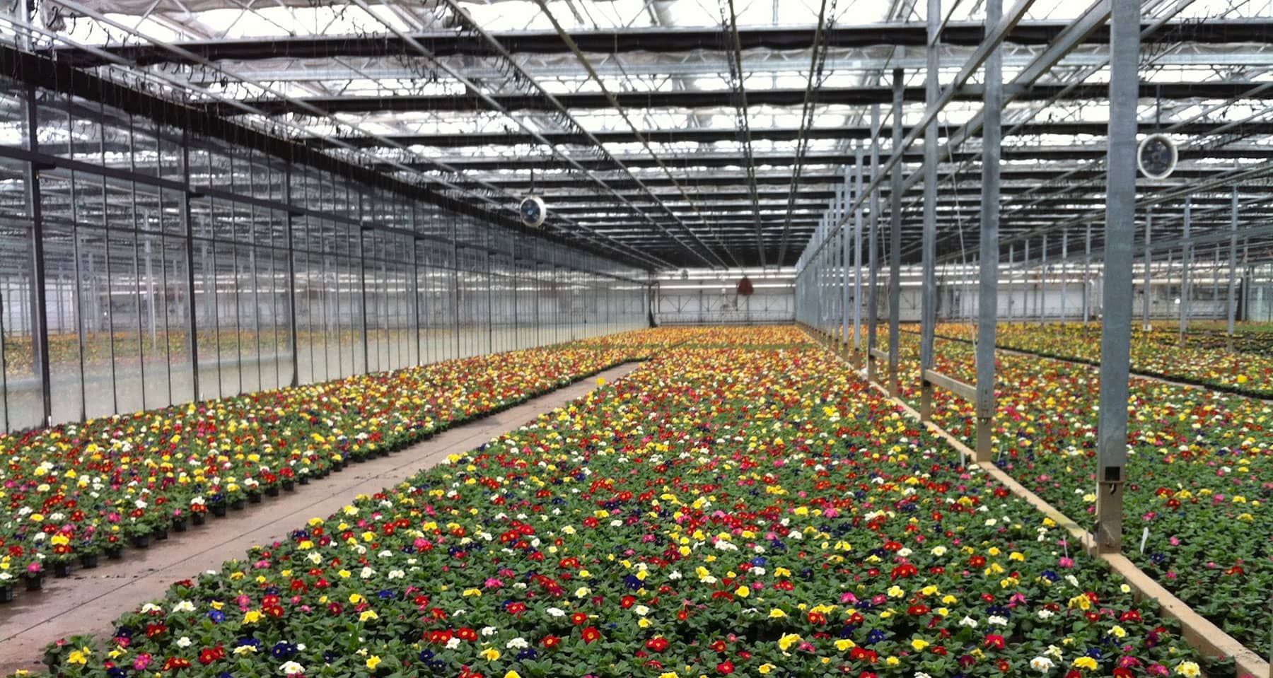 Floriculture Trends in the USDA AgCensus